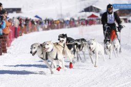 Lenk 2013